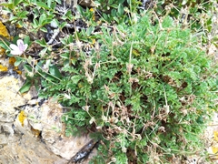 Erodium glandulosum
