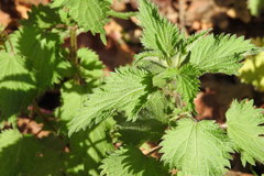Urtica dioica