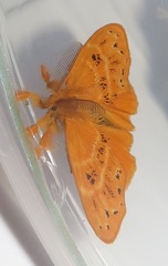 Euproctis punctifera