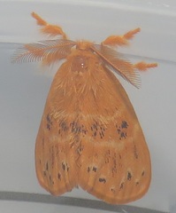 Euproctis punctifera