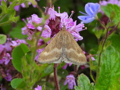 Pyrausta aerealis