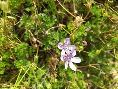 Erodium glandulosum
