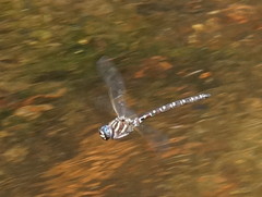 Austroaeschna inermis