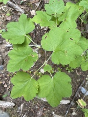 Ribes viscosissimum