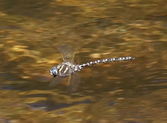 Austroaeschna inermis