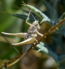 Pediodectes stevensonii