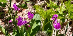 Primula jeffreyi jeffreyi