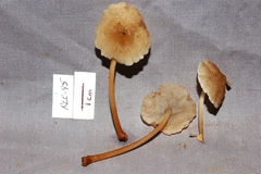 Filoboletus