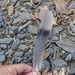 photo of Band-tailed Pigeon (Patagioenas fasciata)