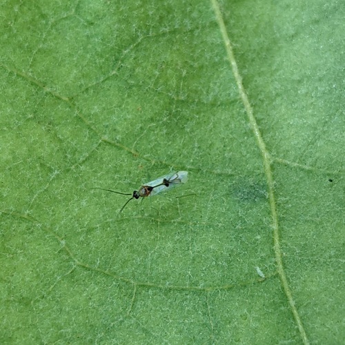 photo of True Bugs (Heteroptera)
