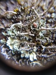Cladonia cylindrica