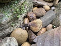 Epipedobates boulengeri