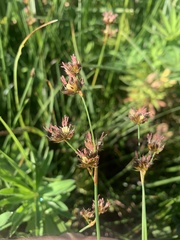 Juncus nevadensis