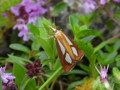 Catoptria conchella