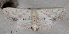 Scopula aemulata