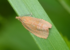 Celypha rufana