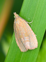 Celypha rufana