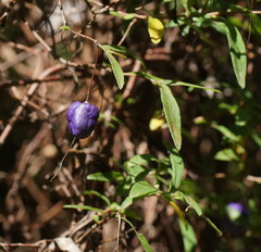 Billardiera macrantha