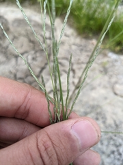 Leptochloa