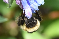 Bombus kirbiellus