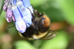 Bombus kirbiellus