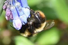 Bombus kirbiellus