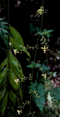 Oncidium adelaidae