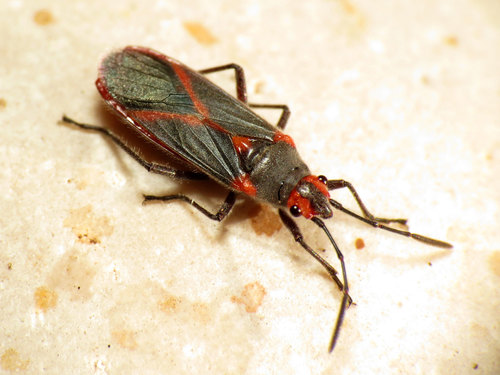 Oleander seedbug photo 3