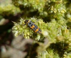 Hippodamia convergens