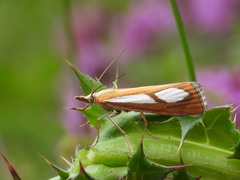 Catoptria conchella
