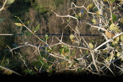 Berberis laurina
