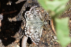 Pyrgus centaureae