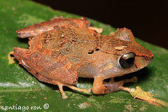 Ahuano Robber Frog photo 3