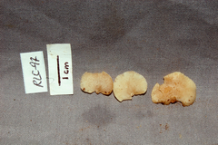 Panellus pusillus