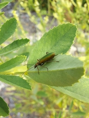 Chrysanthia viridissima