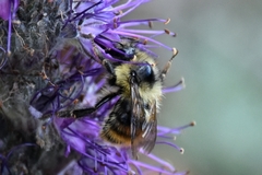 Bombus sylvicola