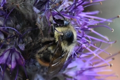 Bombus sylvicola