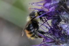 Bombus sylvicola