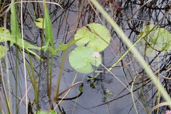 Sabatia dodecandra foliosa
