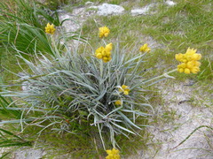 Conostylis candicans