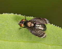 Amphicnephes pullus
