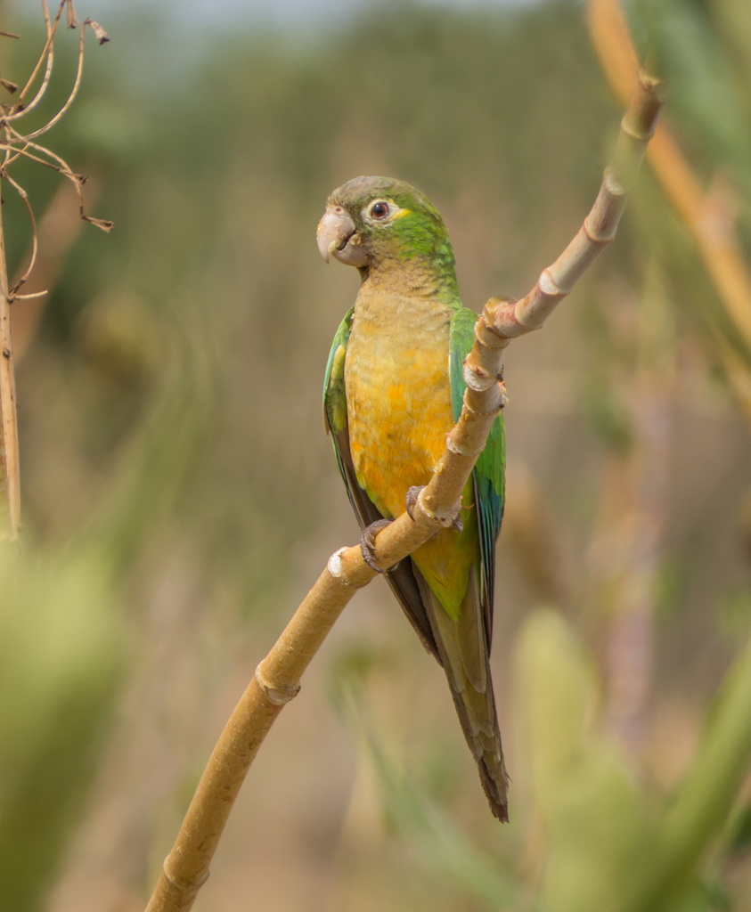 Cactus Parakeet photo