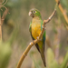 Cactus Parakeet - Photo (c) Breno Farias, some rights reserved (CC BY-NC), uploaded by Breno Farias