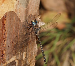 Austroaeschna multipunctata