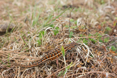 Sceloporus bicanthalis