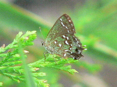 Callophrys hesseli