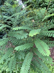 Senna didymobotrya