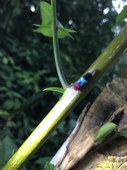 Amblyscarta opulenta