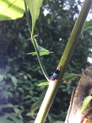 Amblyscarta opulenta