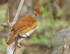 Thamnophilus doliatus capistratus